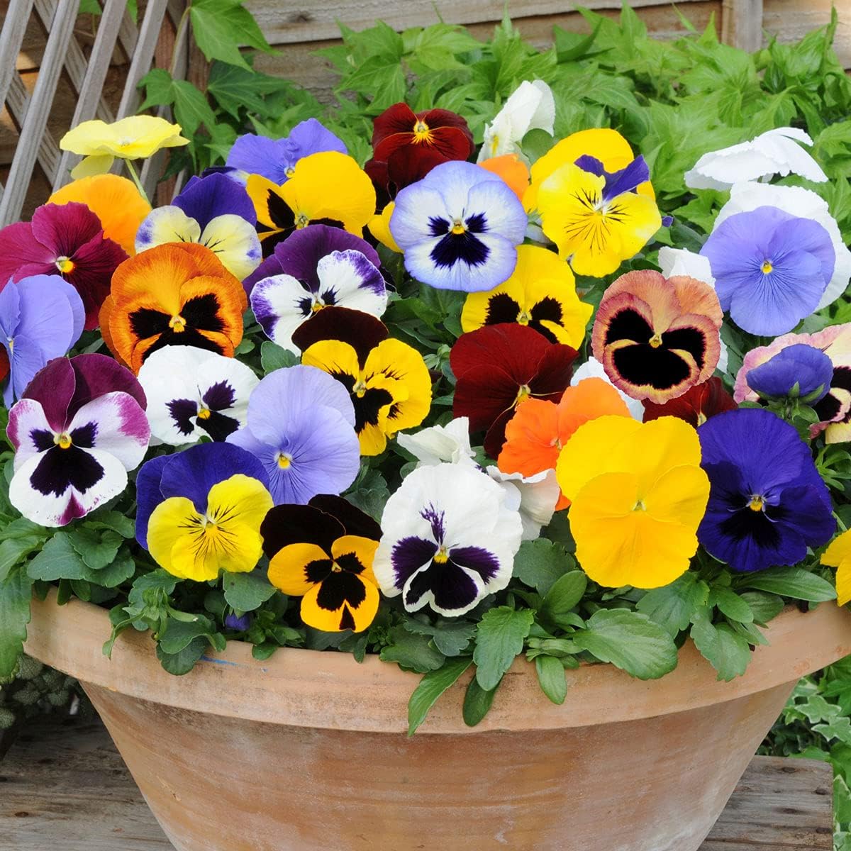 Heirloom Pansy Flower Seeds for Planting, Non-GMO - Pansy for planting in home garden